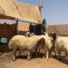 شياة نعيم دفيع واشباب وجرومها طيبه