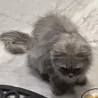قطه للتبني نظيفه وجميلة
