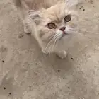 قطه انثى للتبني