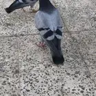 طبات زاجل اليفة