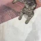 قطه بيت متخلى عنها مكانها عند متاجر العروض حي احد