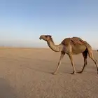شعلا لقحة لها باللقاح 7 شهور ناقة عظم راهي ماشاء الله