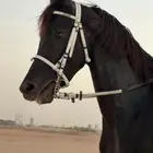 حصان
