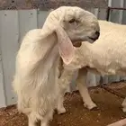 فحل عيسي تم البيع
