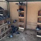 حمام حرميات قطايف