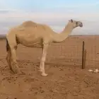 ناقة وضحى ضروبة للبيع