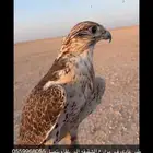 طير حر ضايع