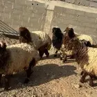 تمايم