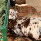 للبيع ذبايح برابر وسواكن مرابي اربعه شهور