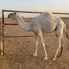 حاشي للبيع