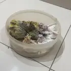 فروخ كروان احجام جامبو