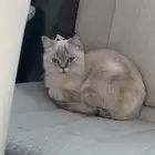 قطة معثور عليها بالدرعية