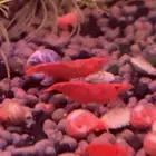 شرمب نهري اللون أحمر ( red sakura shrimp )