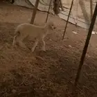 طلي مشروط فل