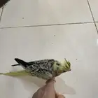 كروان للبيع