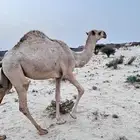 للبيع بكره كفو