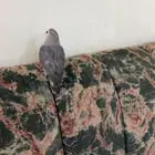 طير روز اليف
