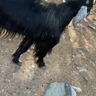 تيس فحل