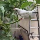 للبيع بنقليز اليف وهدد