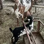 شاة معها أنثى