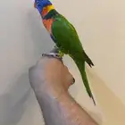 لوري اجتماعي جدا .تم البيع