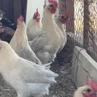 للبيع ديوك