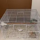 ببغاء كنيور اليف يلو سايد يلمع ما شاء الله شرط الصحه