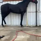 خيل سبوق
