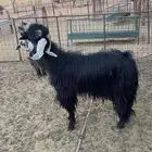 تيس فحل تم البيع