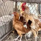 دجاج بلدي العدد 10