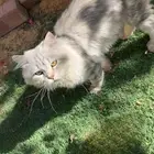 قطط للبيع