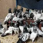 حمام باكستاني Top مطيار