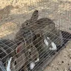 ارانب العدد 7 فيها 2 صغار الصحه شرط