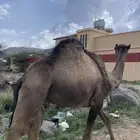 قعدان للبيع