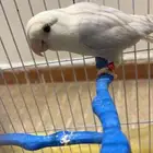 اعرض لكم روز