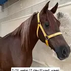فرس واهو لقاح على حصان طيب وبسعر مغري