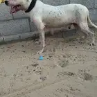 أنثى دوقو ارجنتينو