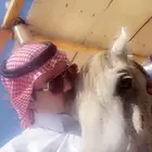 حصان جزائري لبيع البيع انه قصير ولا فحل فحل بركوب طرب