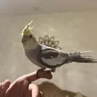 كروان اليف جدا