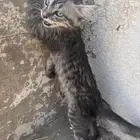 قط ل التبني
