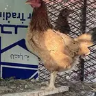 دجاج عربي ترثه