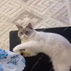 شيرازي