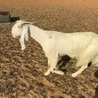 عنز دافع