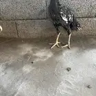 دجاج باكستاني