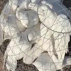 حمام فرنسي لاحم