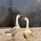 للبيع وز عراقي و مفتل