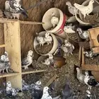 حمام للبيع