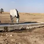 خبارى السعيره