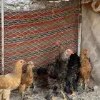 دجاج براهما