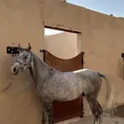 مهر عربي شعبي معسوف للبيع